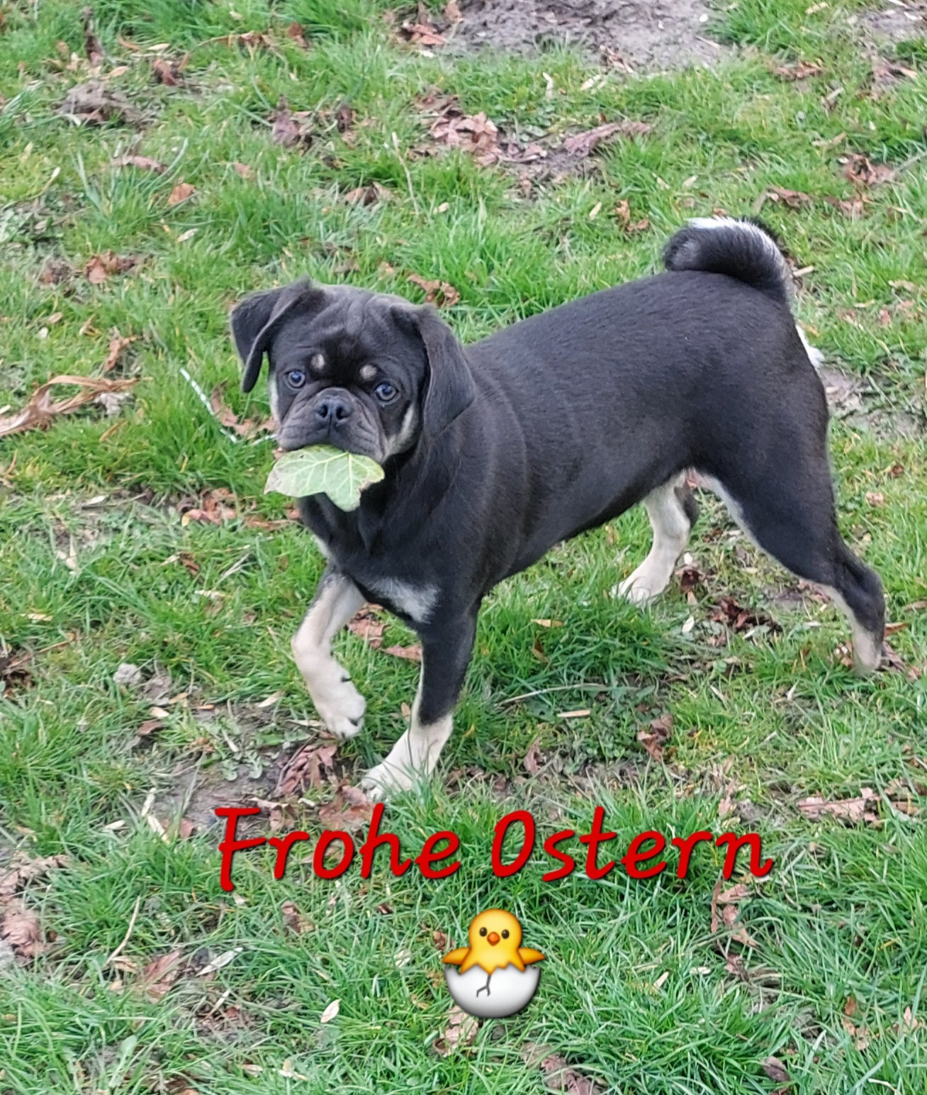 <b>Wir w&uuml;nschen allen Freunden, Bekannten und Mopsverr&uuml;ckten oder die es noch werden m&ouml;chten, ein frohes Osterfest!!!&nbsp;</b>Und sollten Sie neben der Ostereiersuche noch auf der Suche nach einem mopsigen Begleiter sein, k&ouml;nnen Sie derzeit bei uns f&uuml;ndig werden !