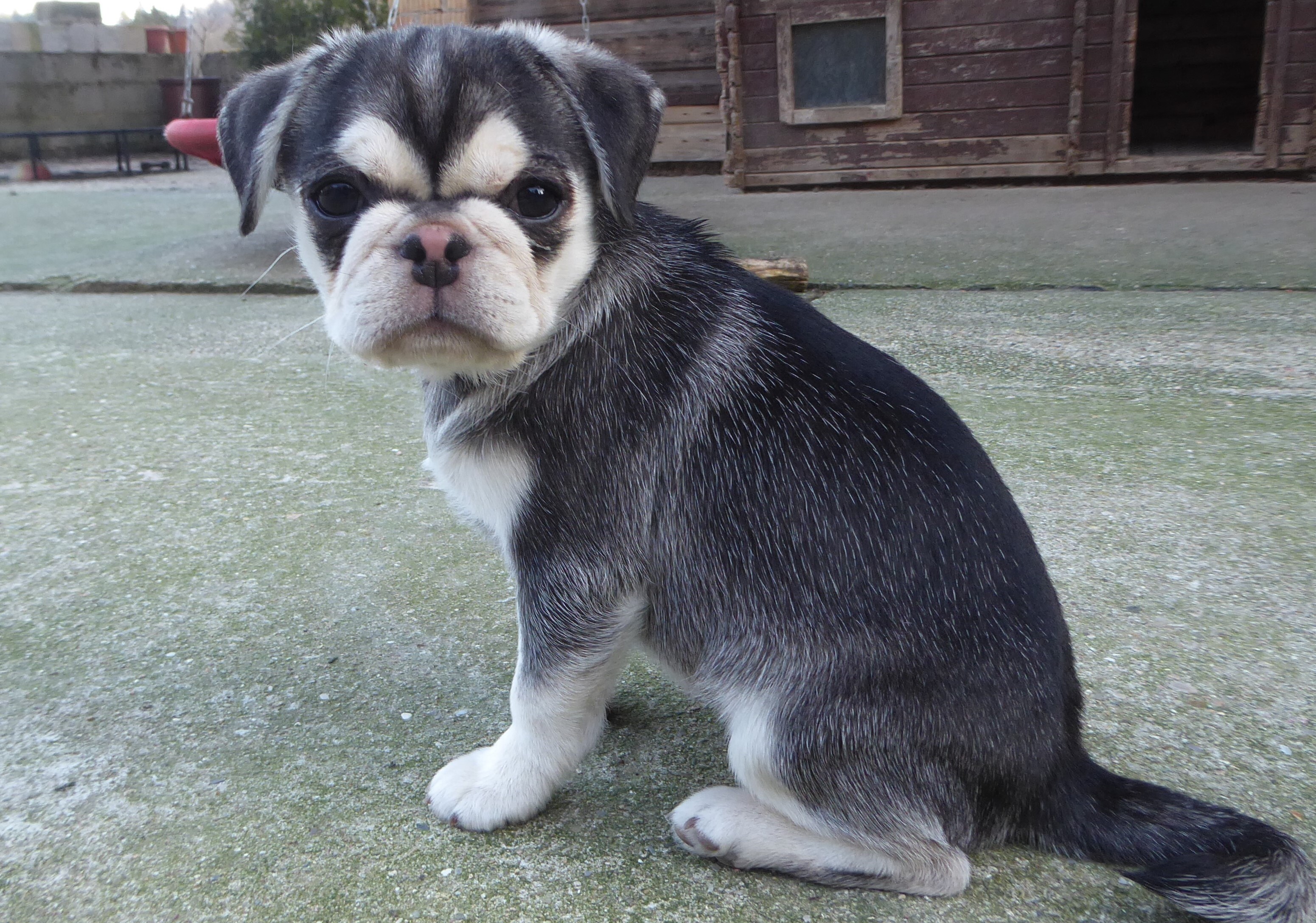Husky