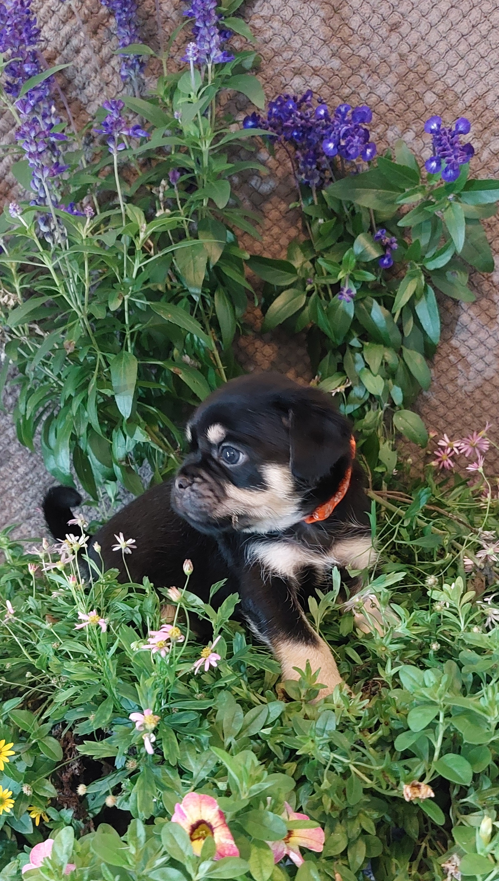 Zorro hat sein Zuhause gefunden und wird schon sehens&uuml;chtig erwartet!