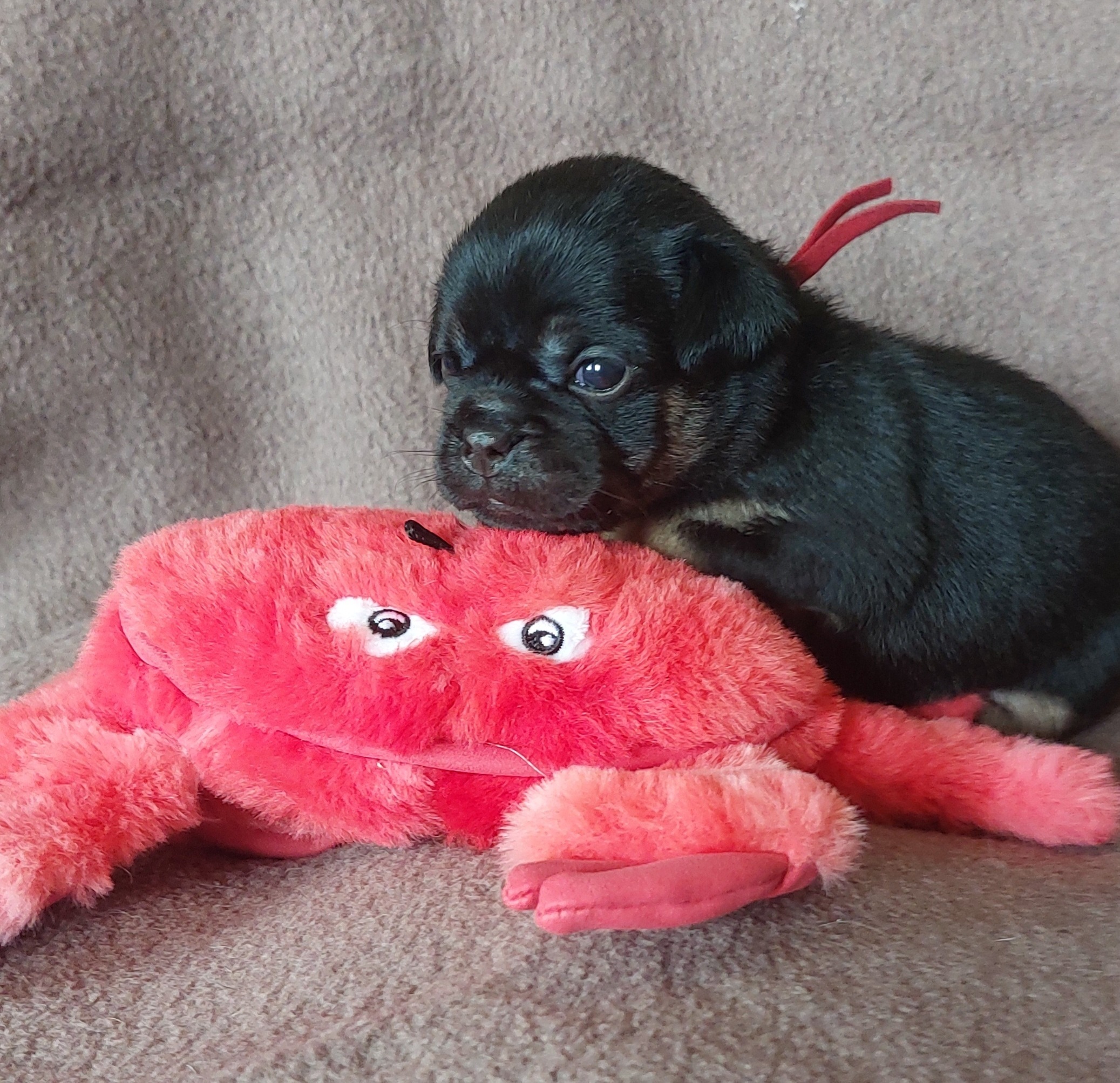 Zelda in black and tan scheint eine ganz sanfte kleine Krabbe zu sein