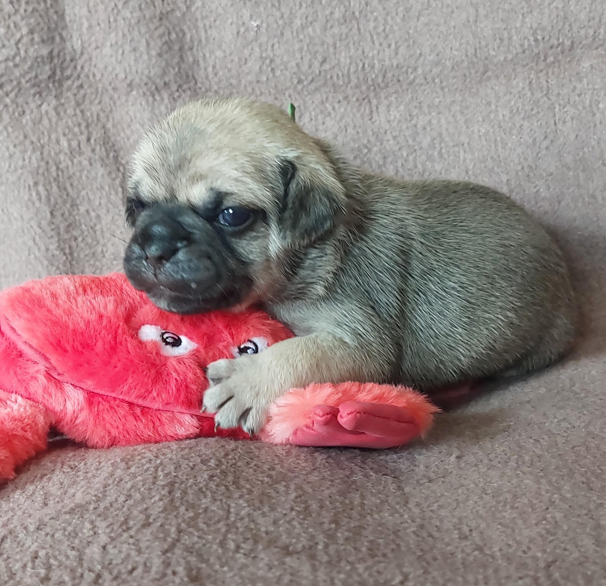 Zeus ein wundersch&ouml;ner Bub in klassischem beige mit Maske