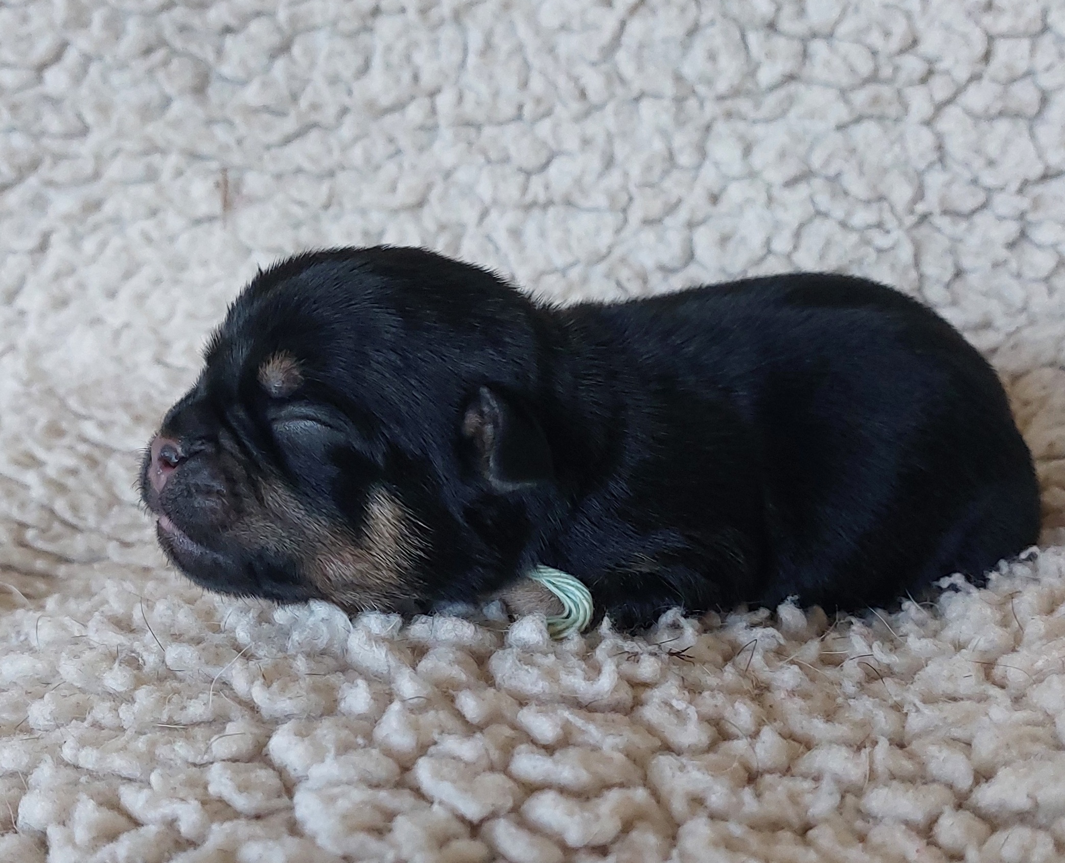 Ein sch&ouml;ner black and tan R&uuml;de von 194 g