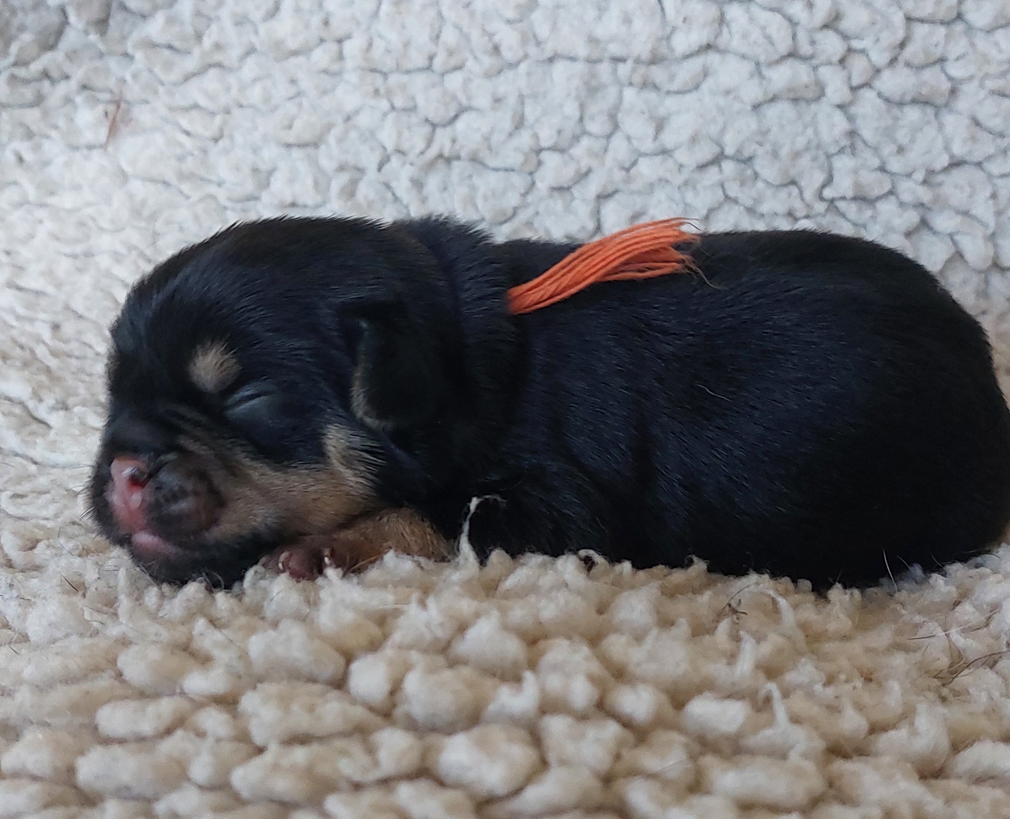 Ein kr&auml;ftiger R&uuml;de in black and tan von 266 g
