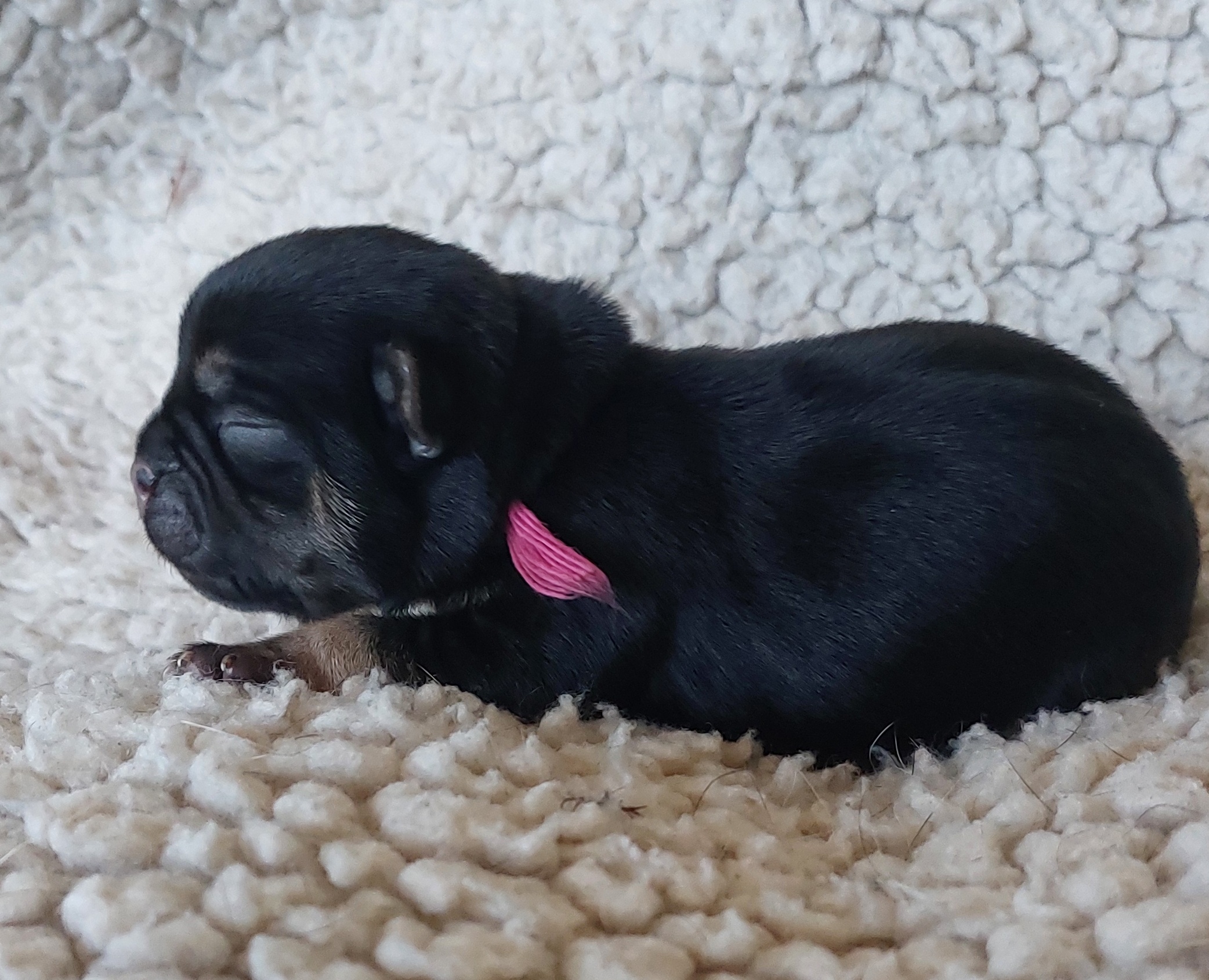 Ein M&auml;dchen in black and tan mit einem Geburtsgewicht von 212 g